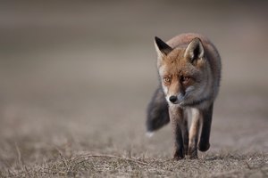 Red fox