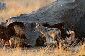 Ein Riesenfleischberg – Etosha National Park - Namibia