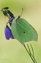 Gonepteryx rhamni