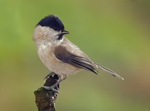 Sumpfmeise Portrait XXL