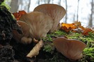 Dem Herbst...