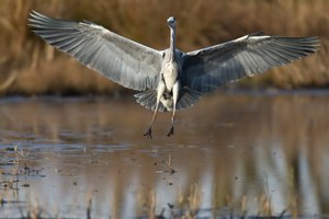 Landender Graureiher