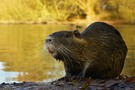 Nutria (Myocastor coypus)