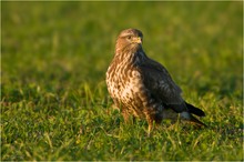 Mäusebussard im Abendlicht