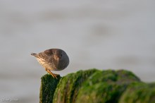 Meerstrandläufer,