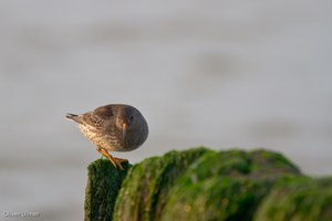 Meerstrandläufer,