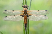 Libellula quadrimaculata