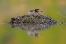 Haubentaucher am Nest