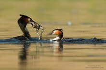 Haubentaucher (Podiceps cristatus) mit Froschschenkel