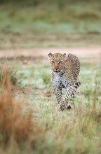 Leopard in the morning (Masai Mara, Kenya)