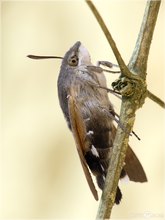 Taubenschwänzchen - Macroglossum stellatarum