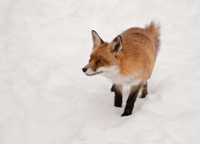 Rotfuchs im Schnee