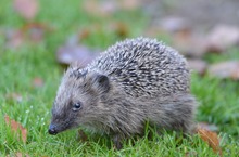 Junger Igel