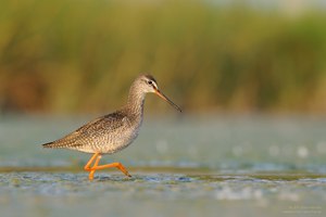 Dunkler Wasserläufer