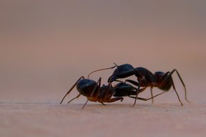 Kampf zweier Ameisen (in Ägypten)