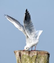 Lachmöwe