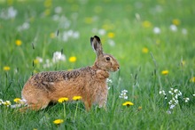 Feldhase auf Frühlingswiese