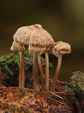 Pilze in dunklem Wald