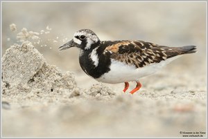 Steinwälzer (Arenaria interpres)