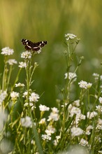 Landkärtchen (Araschnia levana)