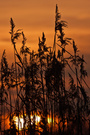 Sonnenuntergang hinterm Schilf