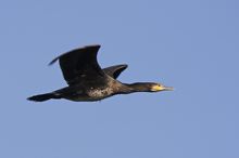 Kormoran (Phalacrocorax carbo)