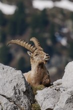 Alpensteinbock