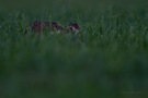 hase