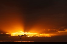 Sonnenuntergang in der Savanne