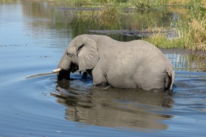 Elefant in den Linyanti Sümpfen  Namibia - Botswana