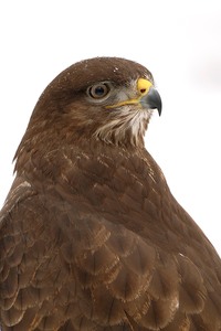 Mäusebussard