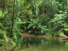 Szene mit Bach und Regenwald