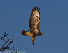 Bussard auf der Startbahn