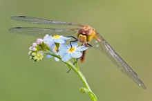 Libelle im frühen Sommerlicht