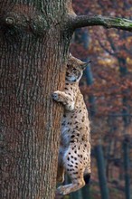 Luchs beim Klettern