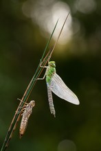 Anax imperator