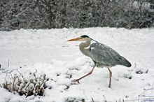 Graureiher im Schnee