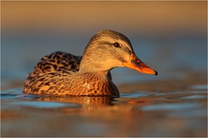 schnöde Enten...