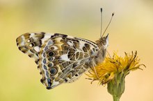 Distelfalter - Vanessa cardui