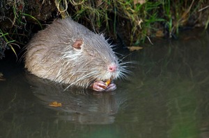 Ausgewaschenes Nutria beim Frühstück