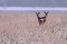 Rehe im Winter