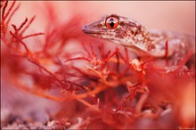 Gecko in Rot