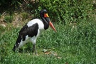 Sattelstorch