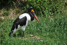 Sattelstorch