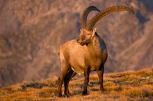 Steinbock im Morgenlicht