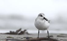 Sanderling