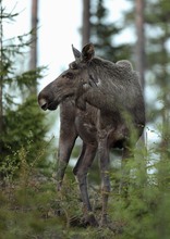 Schweden Elch