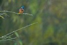 eisvogel
