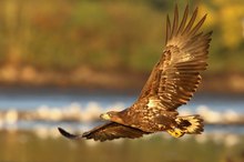 Junger Seeadler  im Morgenlicht