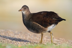 Junges Teichhuhn